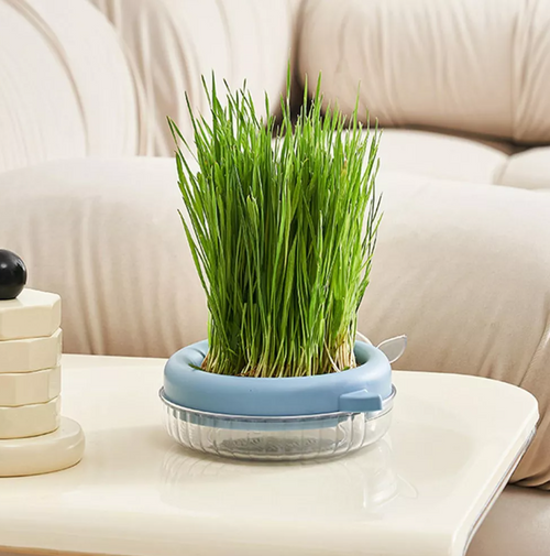 "Mini Huerto para Michis – Hierba de Cultivo Natural"